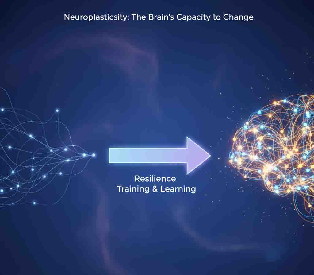 Psychological resilience neuroplasticity brain pathway reconstruction visualization diagram